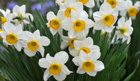 Rockery Narcissi Bulb