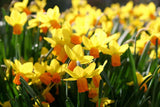 Daffodil Bulb