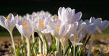 Crocus Bulb