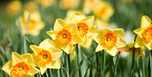 Daffodil Bulb