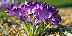 Crocus Bulb