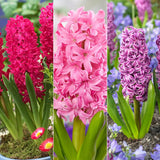 Hyacinth Bulb