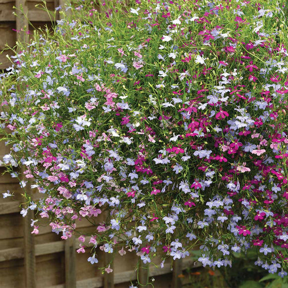 Lobelia (Trailing) Colour Cascade Mixed Seeds