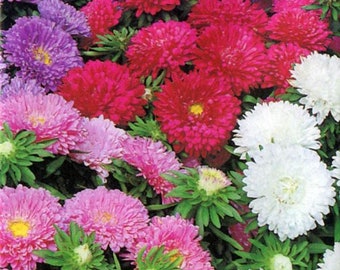 Aster Colour Carpet Mixed Seeds